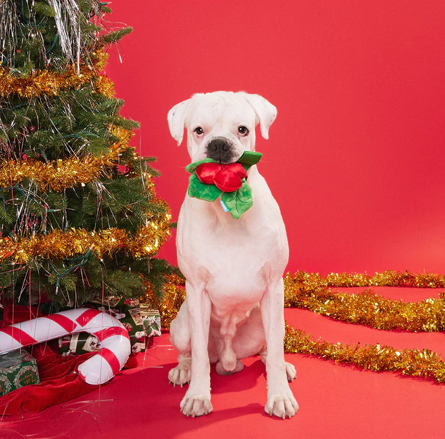 Pet Palette Distribution Launches 2025 Holiday & Halloween Prebook with New Online Ordering Platform