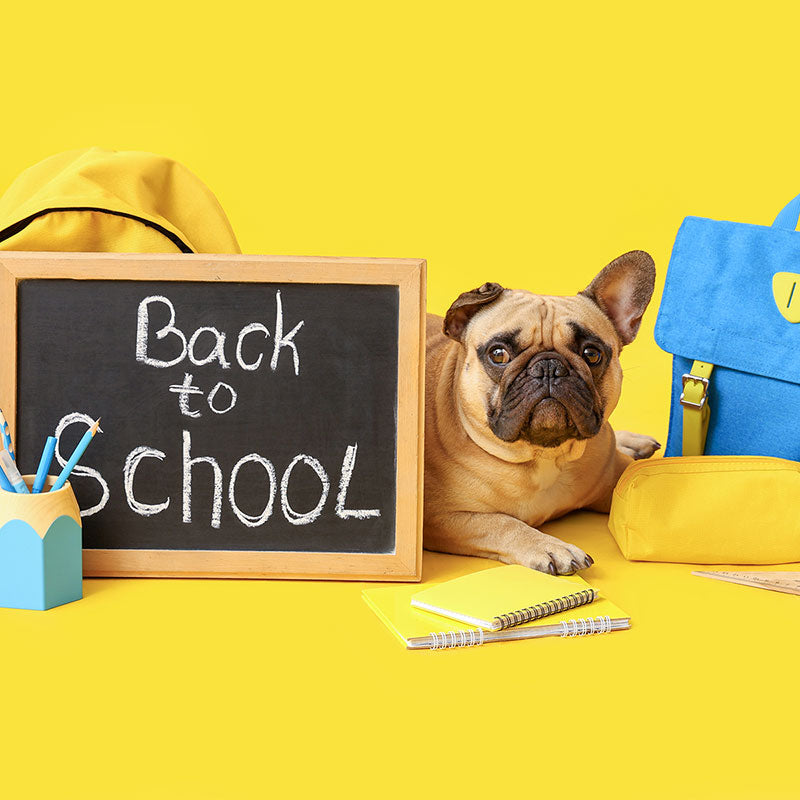 Back to School Tips for Keeping Pets Happy, Engaged, and Comforted at Home