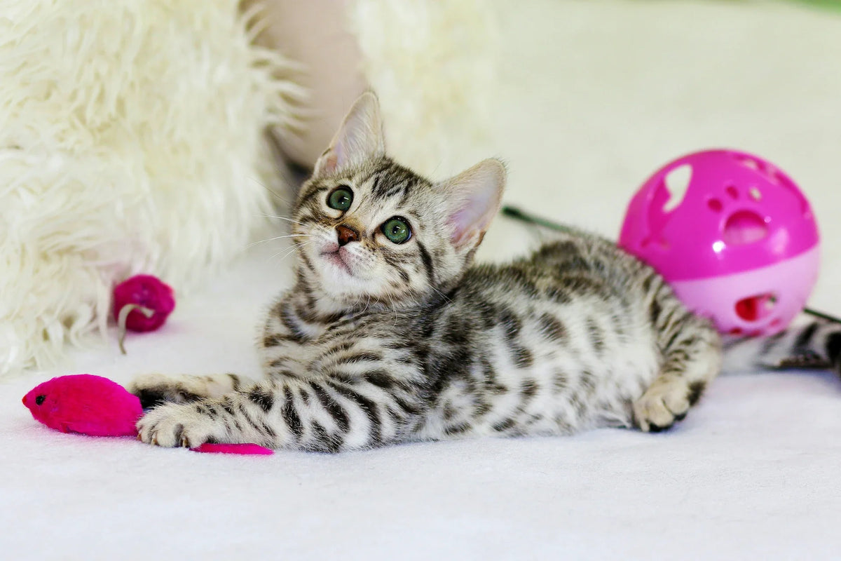 Catstages Cat Toys: Which Ones to Stock