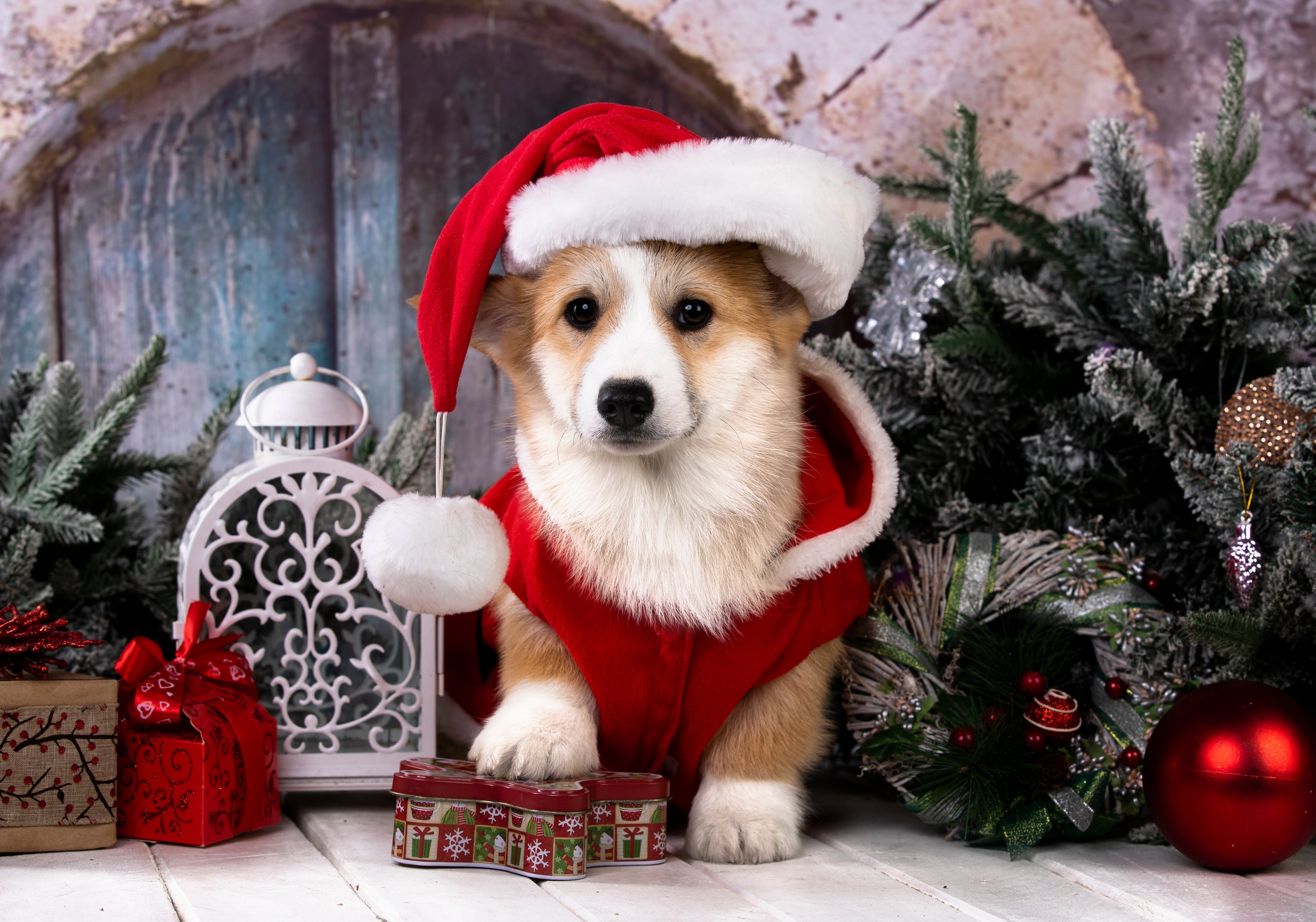 đ Holiday Stock-Up & Grooming Tips for the Busy Season