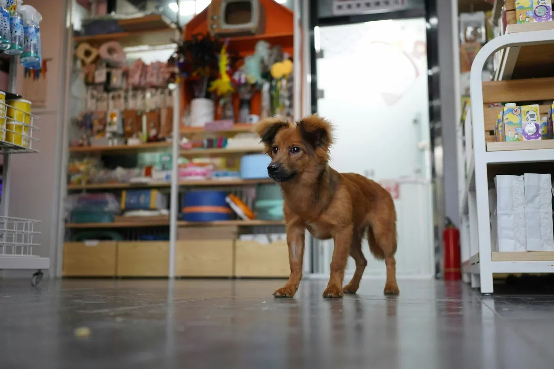 How to Buy Pet Products Wholesale A Beginner's Guide - Puppy in Small Pet Store
