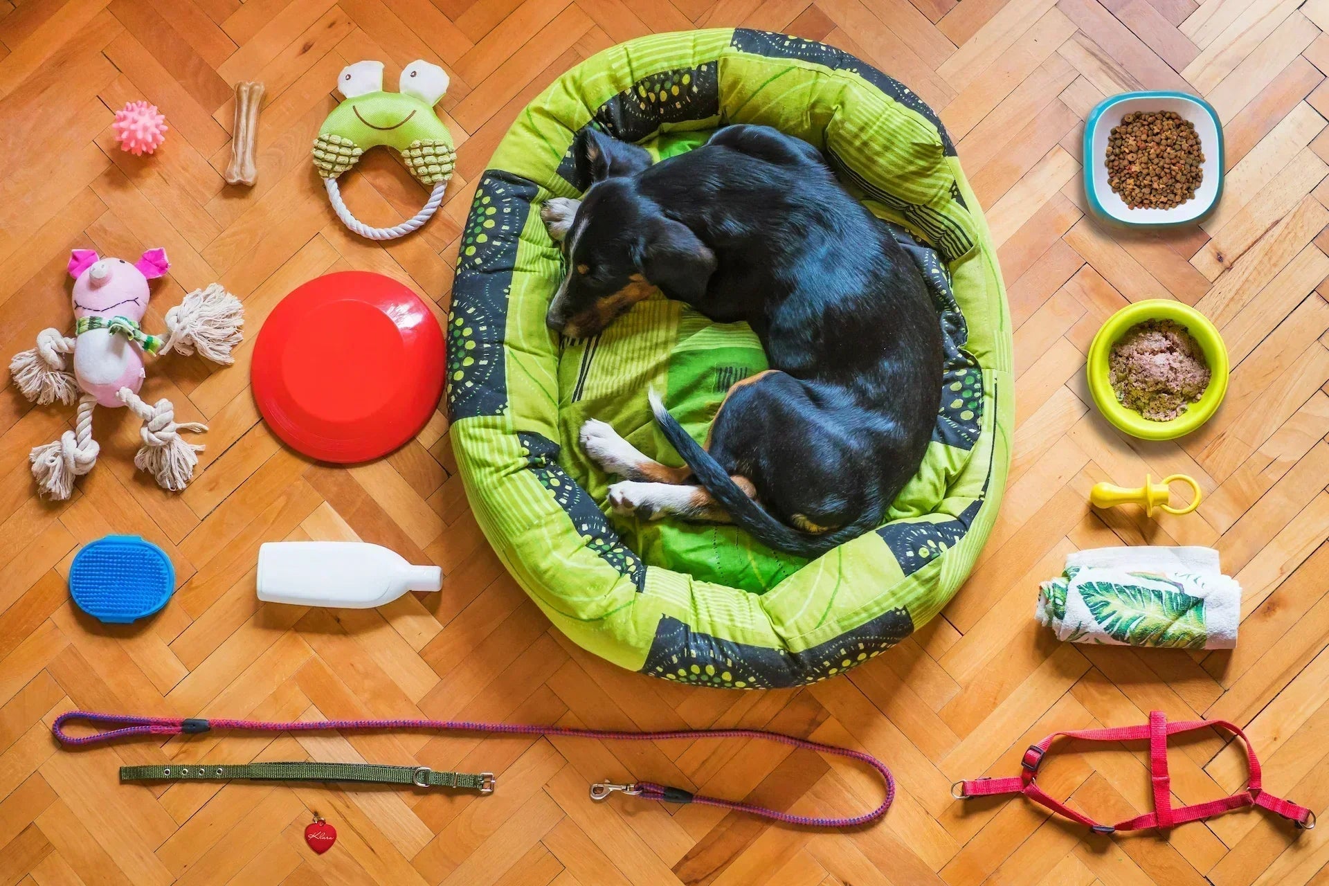 How to choose a wholesale pet products supplier - Dog napping amidst leash, food, toys, and grooming items