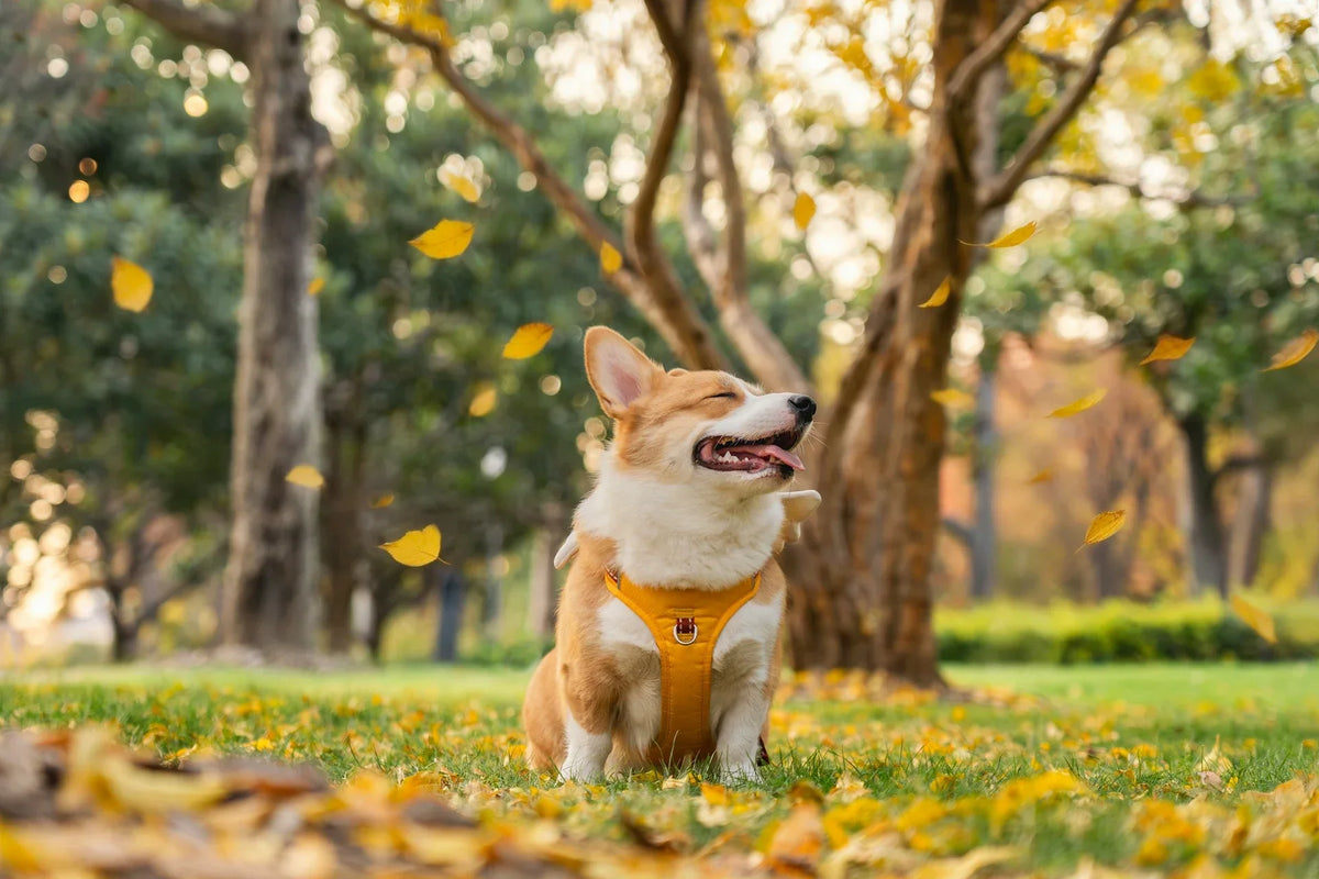 The Pet Retailer's Seasonal Buying Calendar What to Stock Month by Month