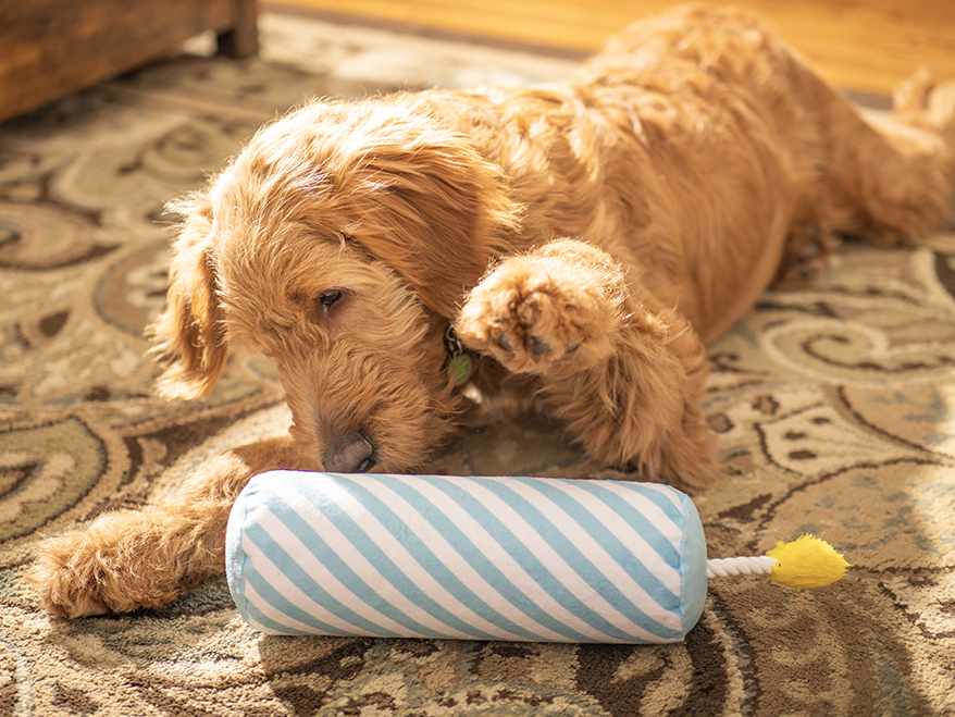 ThoozyPet Launches Innovative Line of High-Quality, Affordable Pet Products With Pet Palette Distribution