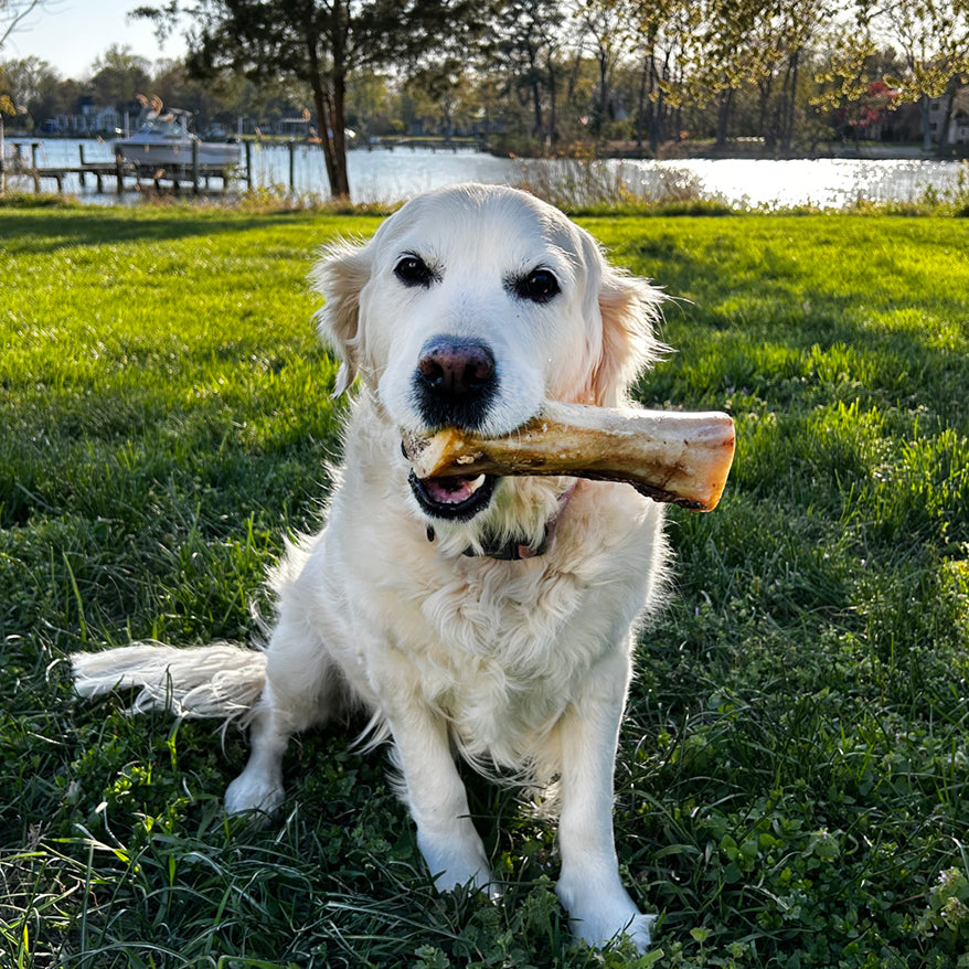 ThoozyPet Launches 100%-USA Dog Chew Line With Pet Palette Distribution