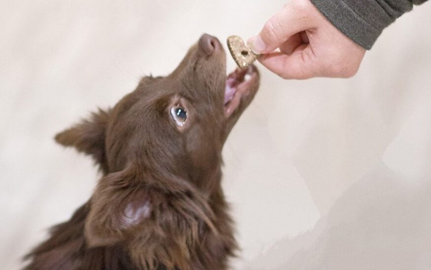 Pet Palette Distribution Announces Partnership to Expand Reach of Wonder Bark Dog Treats