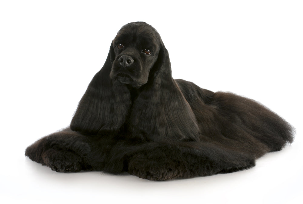 Retailing Grooming Products in Your Salon: Do’s & Don’ts