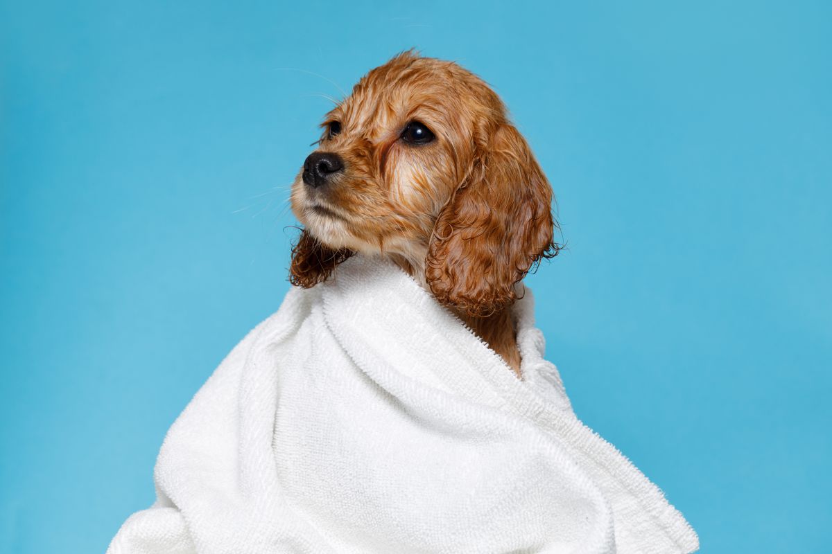 Puppy Grooming 101: Groomers Set Puppies Up for Success