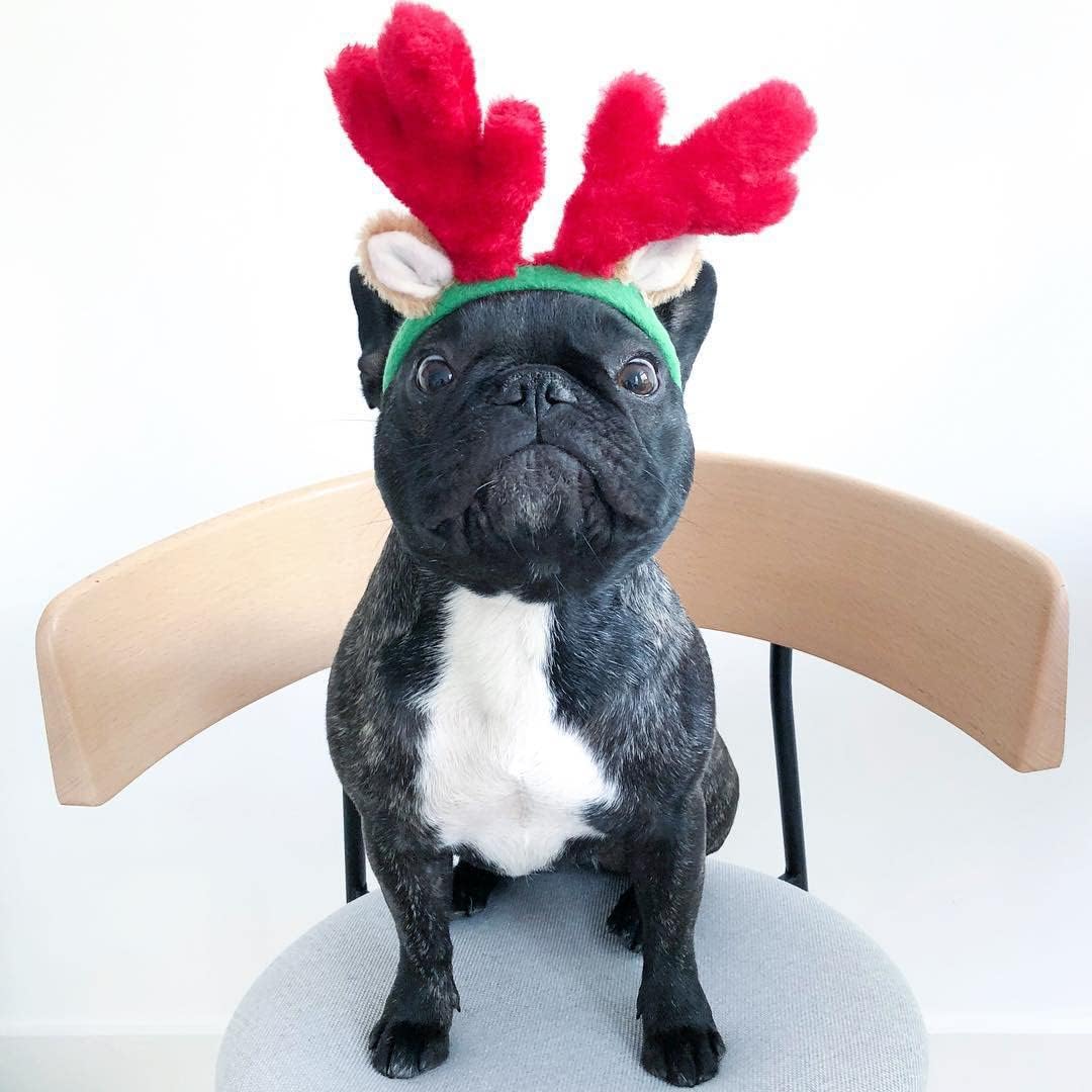 ZippyPaws Antlers Small