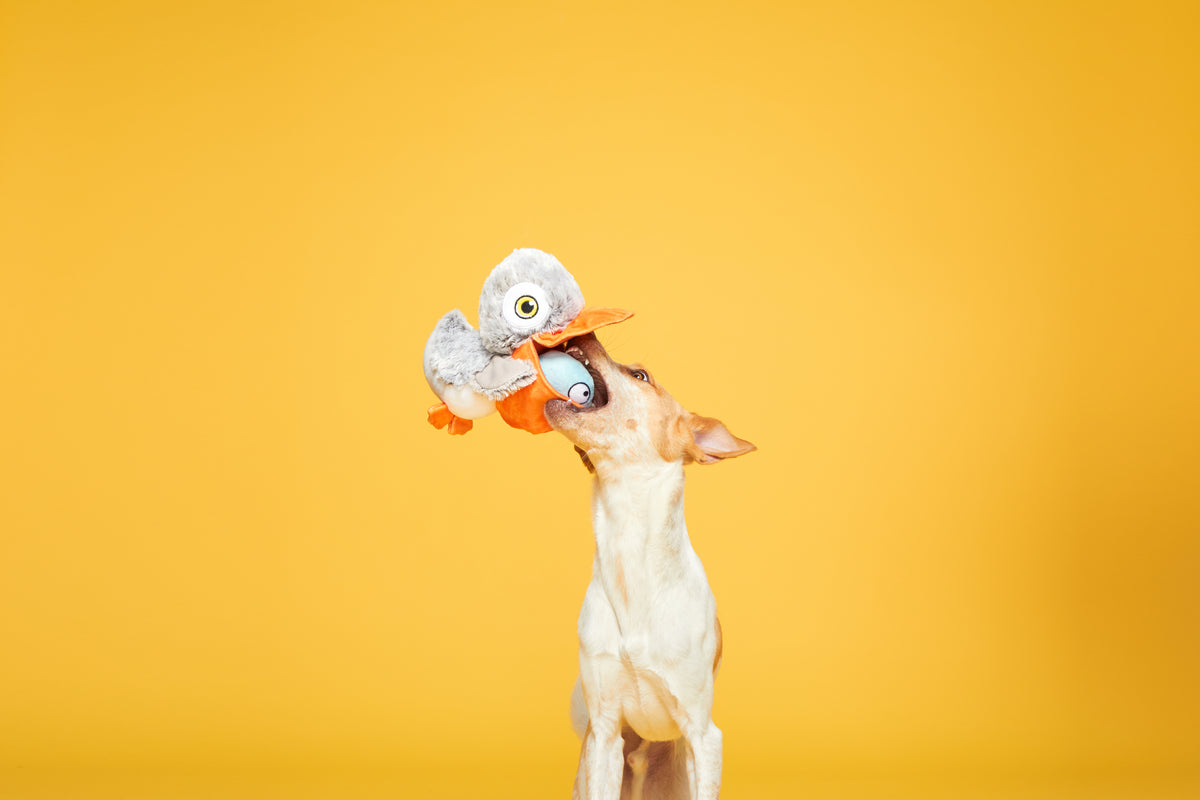 BARK Big Bill & Beak-A-Boo Fish