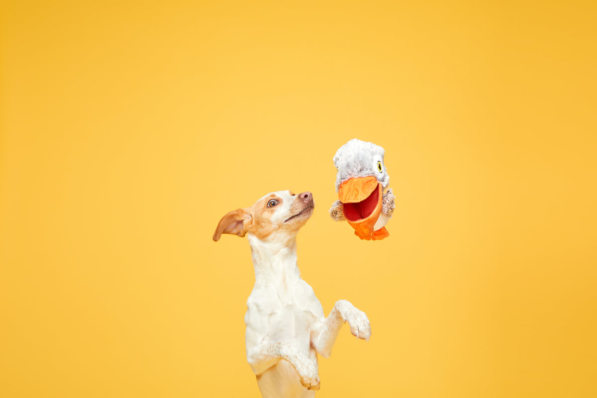 BARK Big Bill & Beak-A-Boo Fish