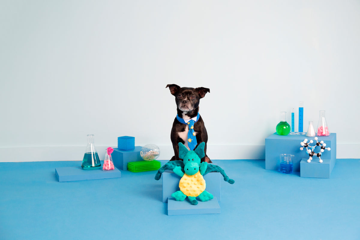 BARK Dingbert the Dragon