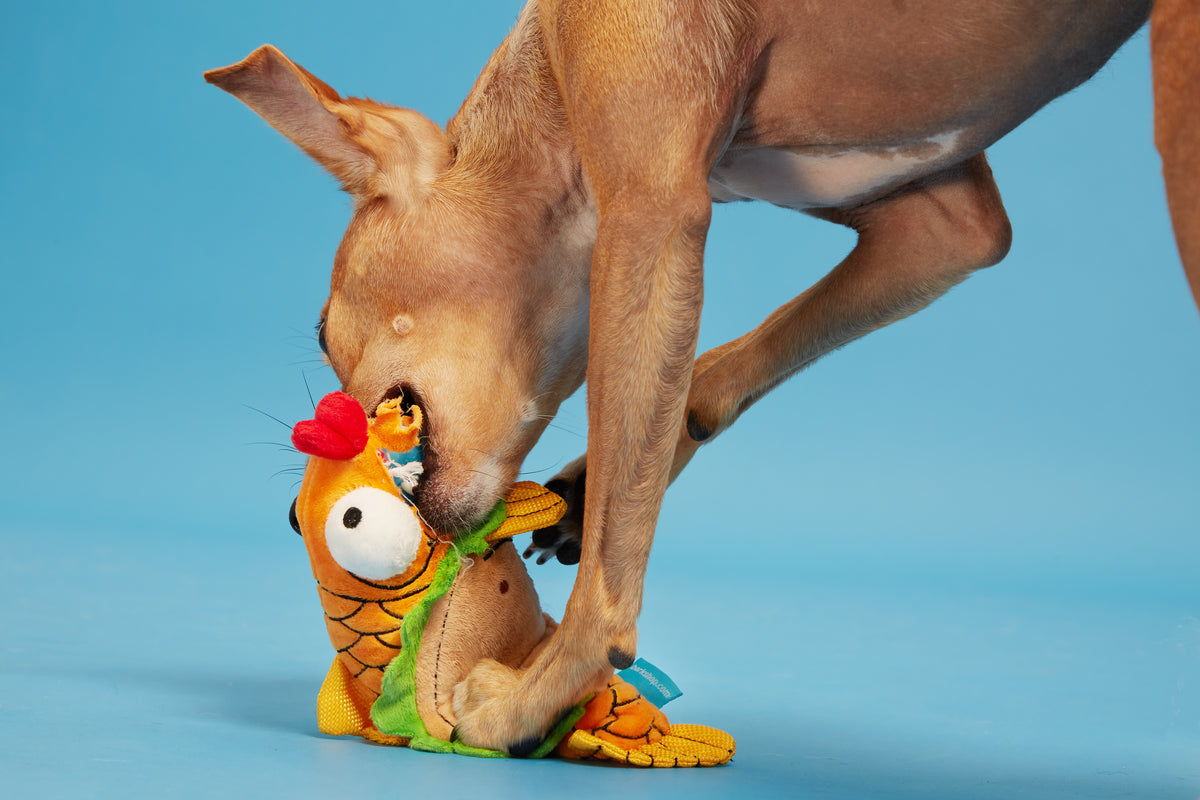 BARK Ernesto the Fish Taco