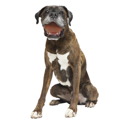 BARK Chompionship Football Super Chewer Dog Toy L