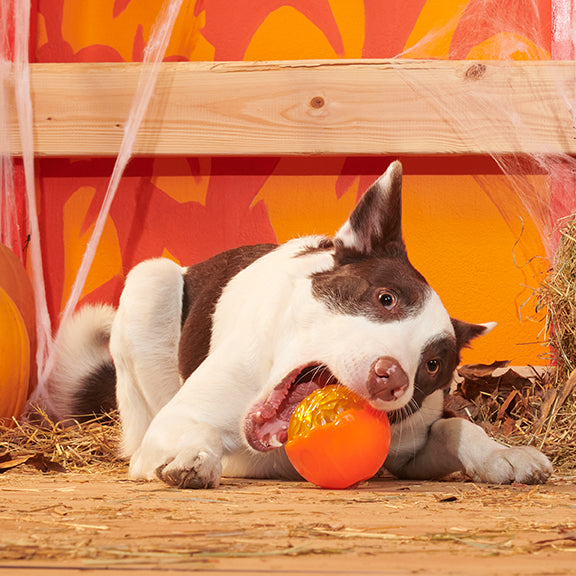 BARK Pumpkin Prodigy Dog Chew Toy