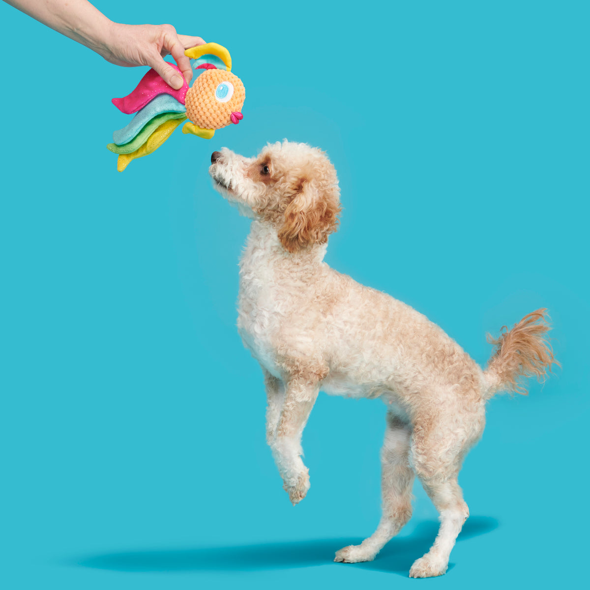 BARK Ahi Tina Plush Dog Toy XS/S