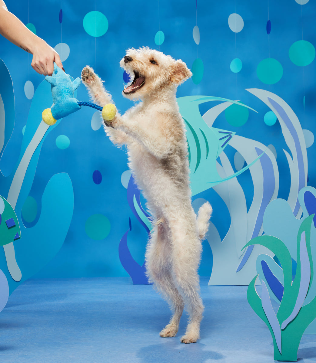 BARK Hammerin' Hank the Shark