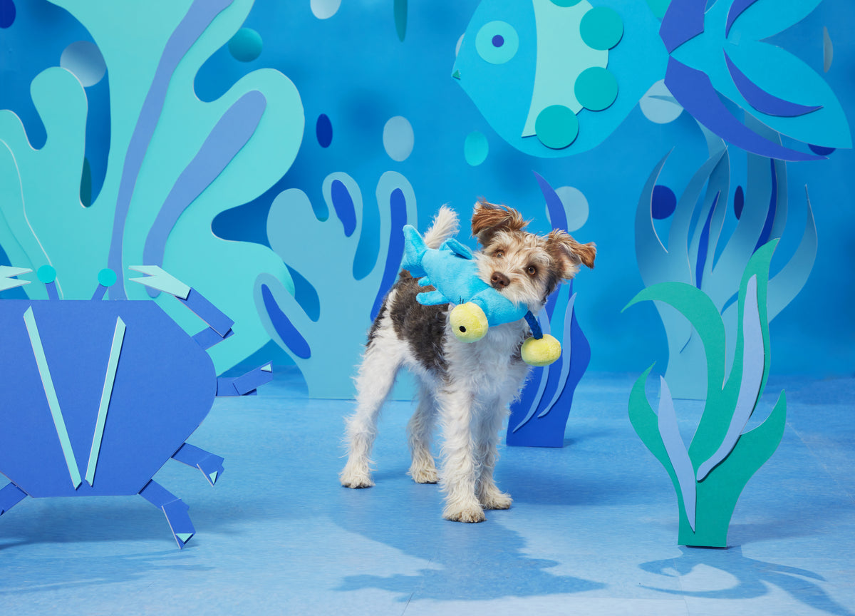 BARK Hammerin' Hank the Shark