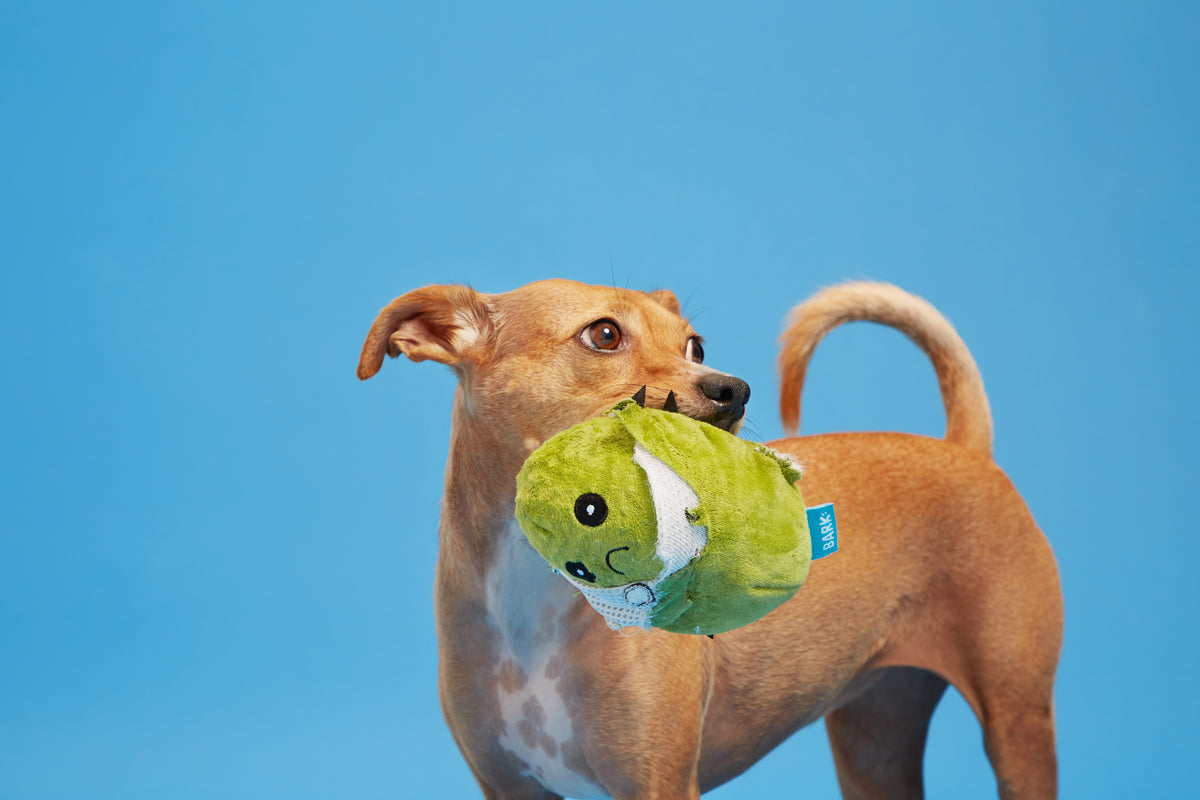 BARK Consuela the Cactus