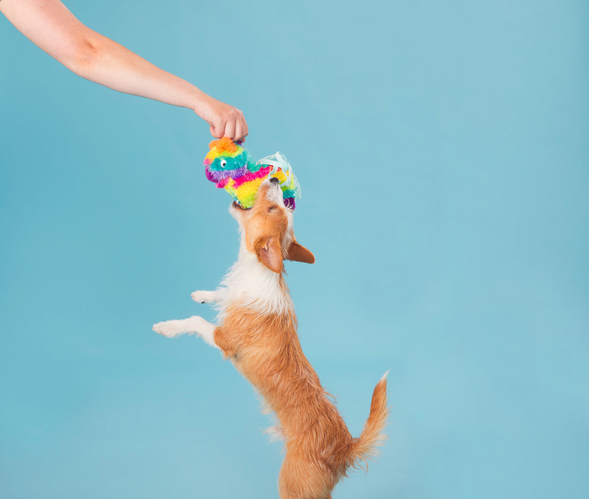 BARK Full O' Fluff Pinata Large