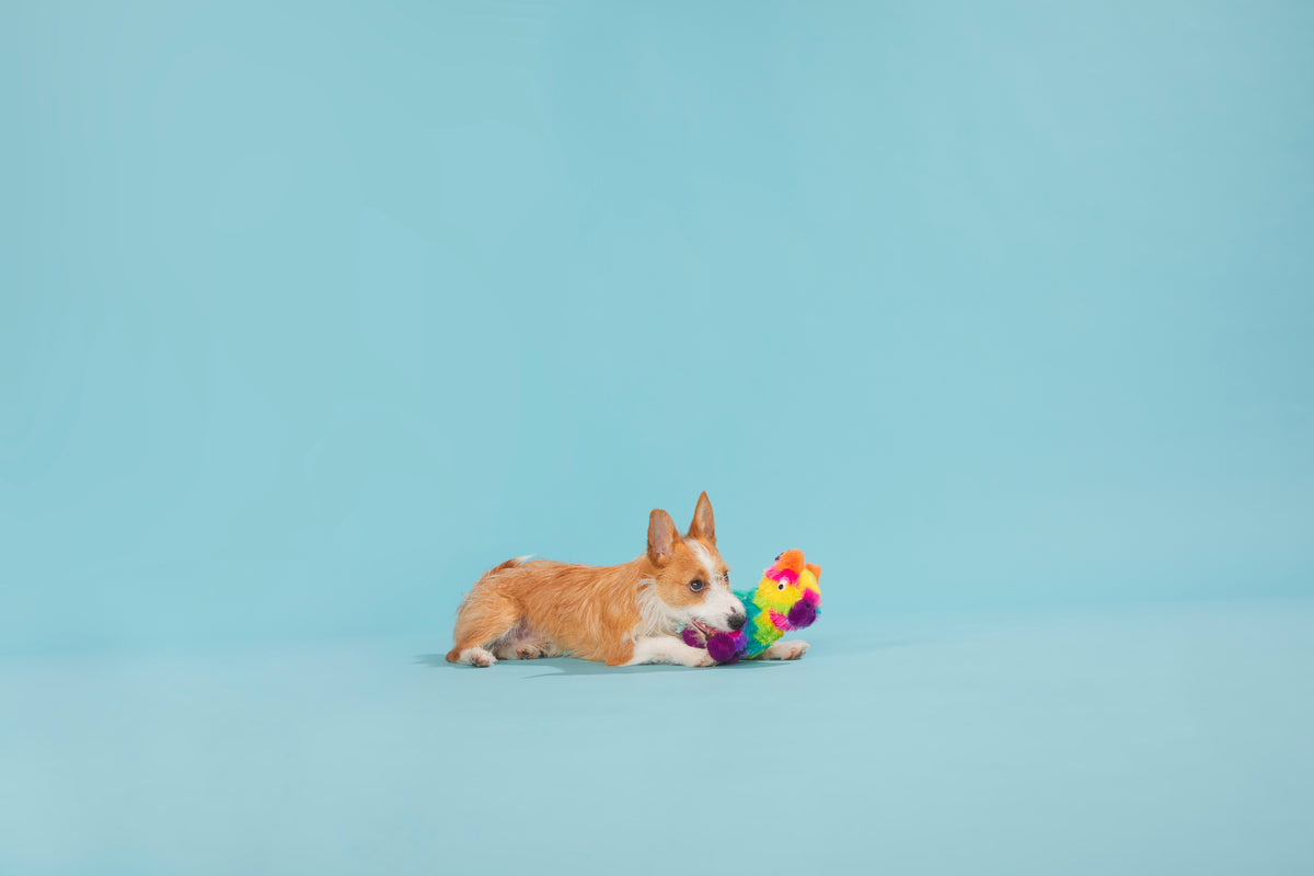 BARK Full O' Fluff Pinata Large