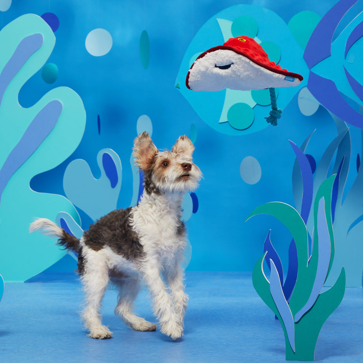 BARK Sting Crosby the Ray