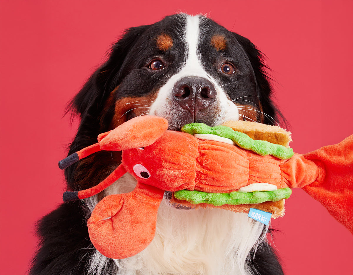 BARK Max's Maine Lobster Roll