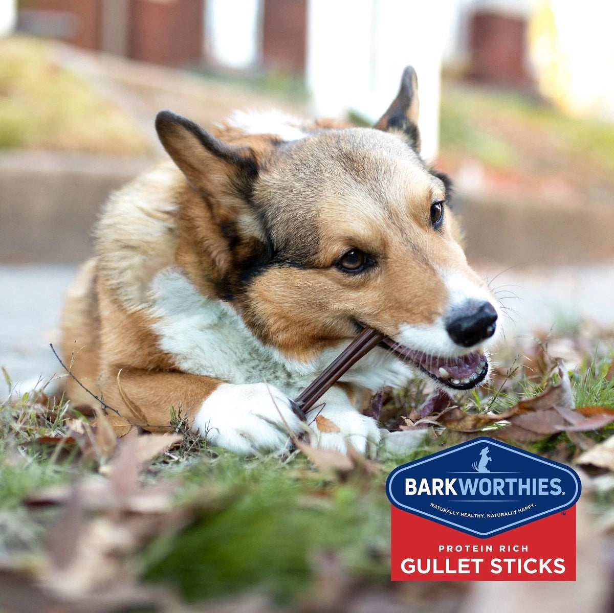 Barkworthies Beef Gullet - Sticks - 6'' (Case 75)