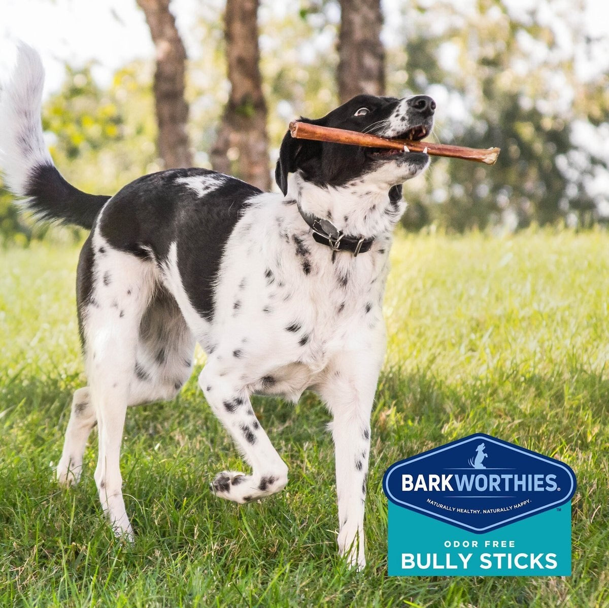 Barkworthies Bully Stick - Odor Free - 12'' (Case 35)