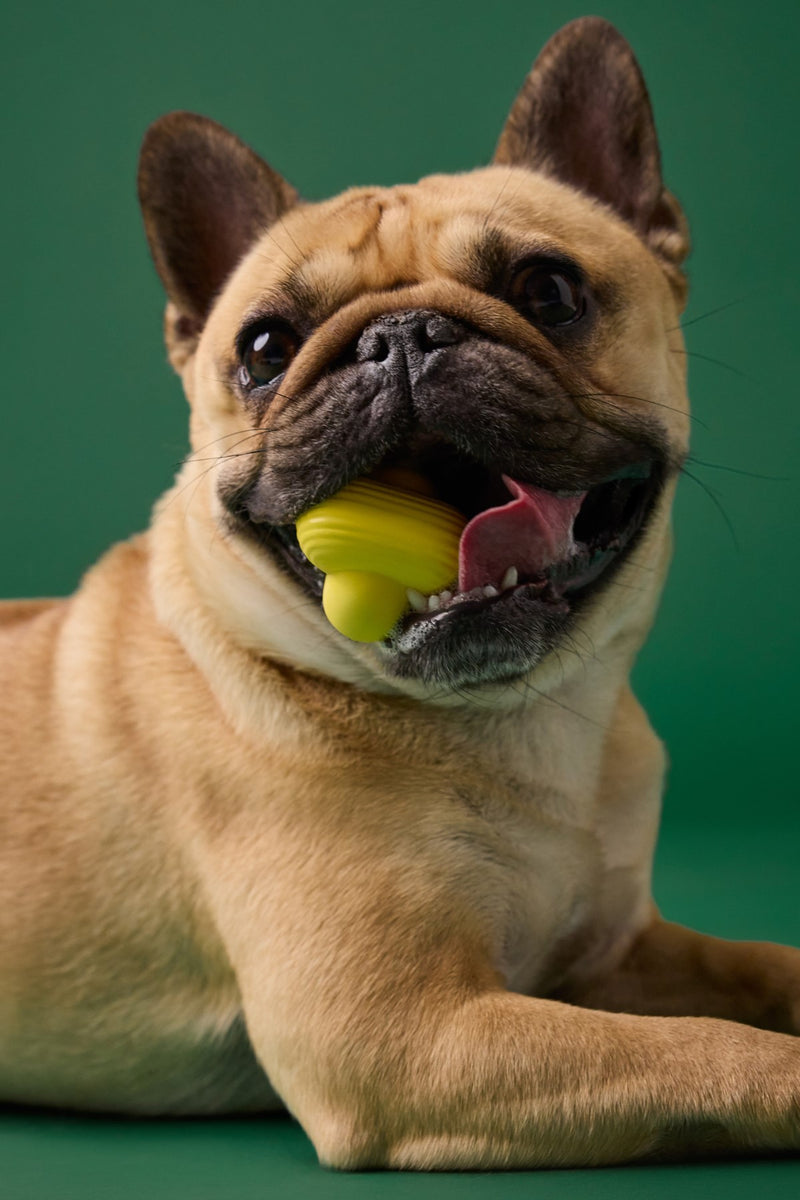 Earth Rated Rubber Fetch Dog Toy Yellow Small