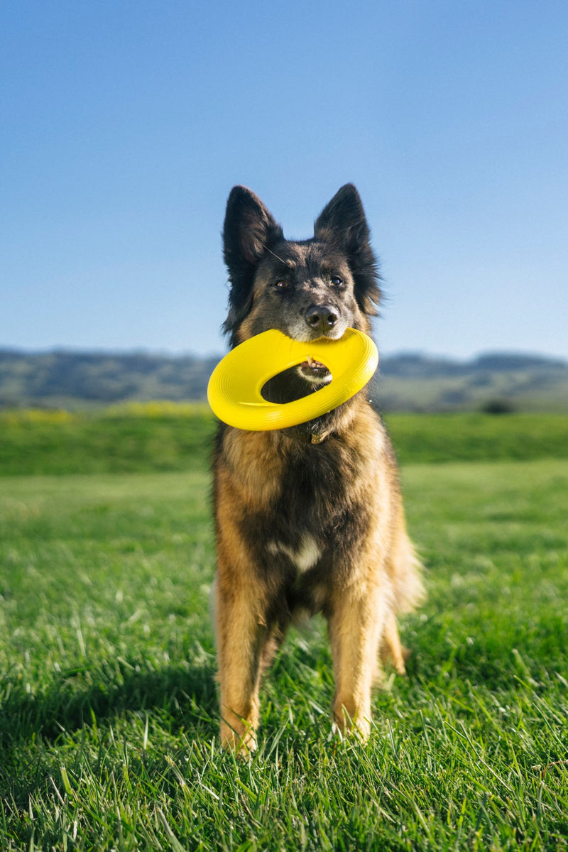 Earth Rated TPE Flyer Dog Toy Yellow Small