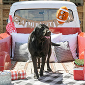 PetShop by Fringe Studio I Wanna Be A Baller Plush Dog Toy