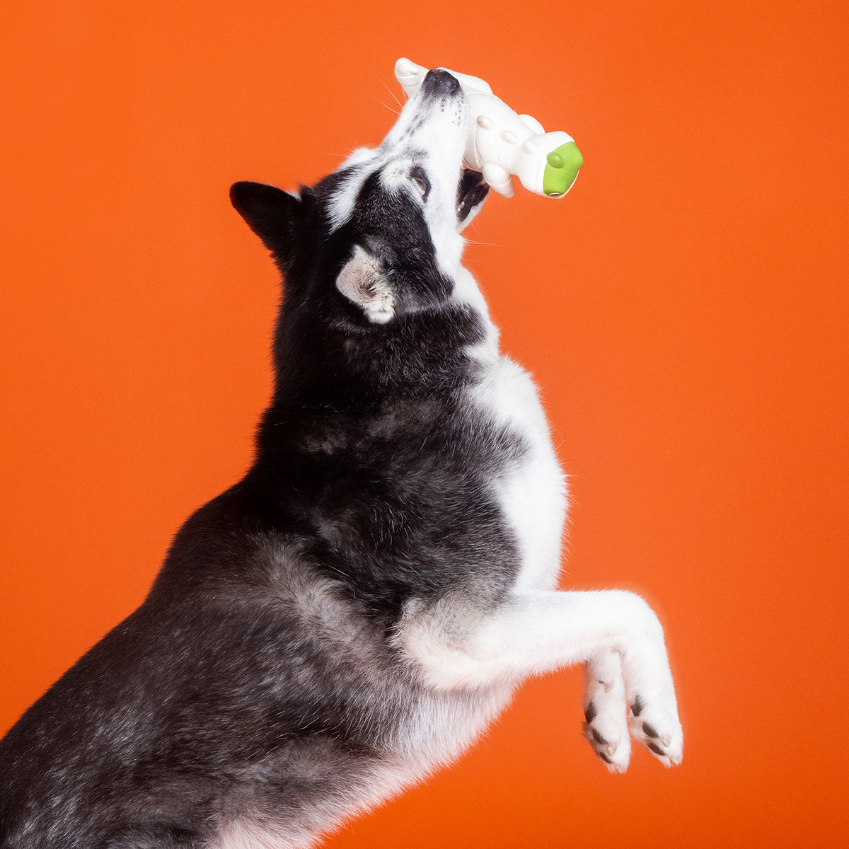 PetShop by Fringe Studio Here To Gauze Trouble Latex Dog Toy