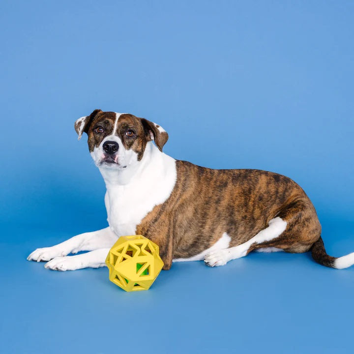 PetShop by Fringe Sweet on the Inside Yellow Rubber Dog Toy