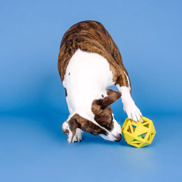 PetShop by Fringe Sweet on the Inside Yellow Rubber Dog Toy