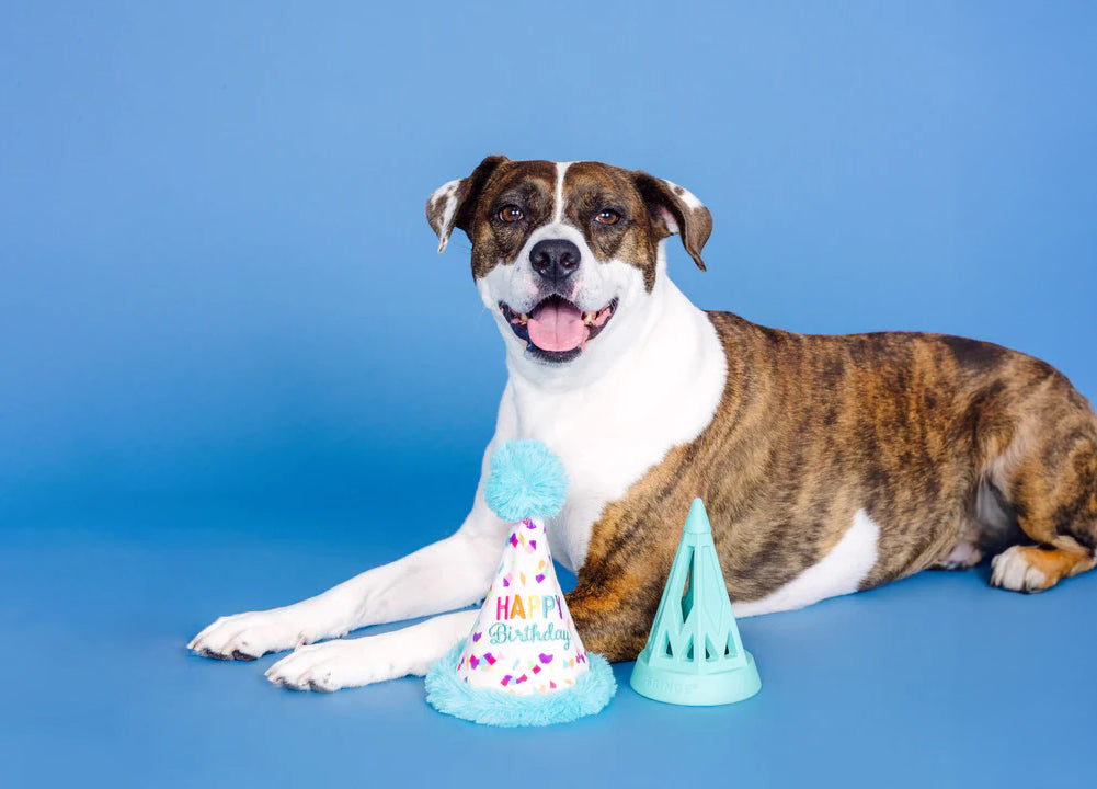 PetShop by Fringe Yappy Barkday Rubber/Plush Dog Toy