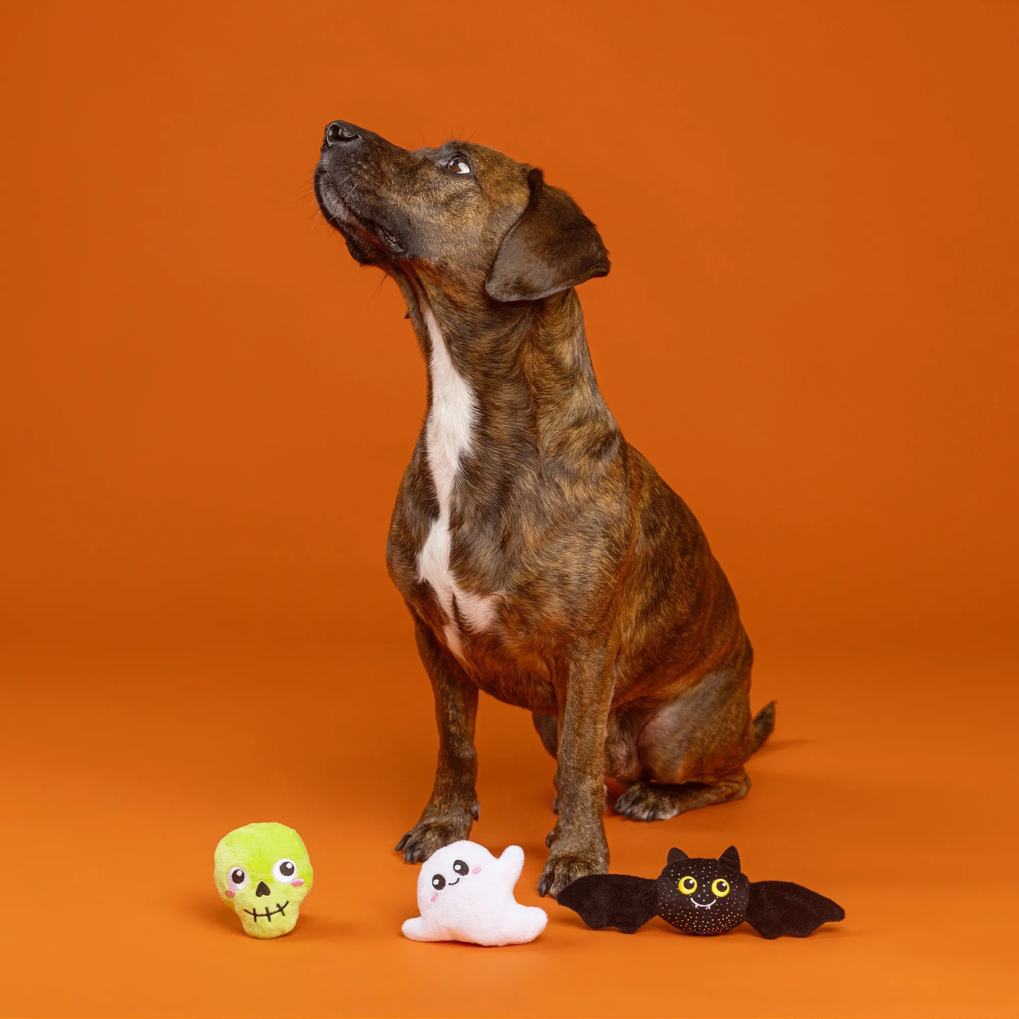 PetShop by Fringe Studio Boo Yah 3Pcs Small Dog Toy