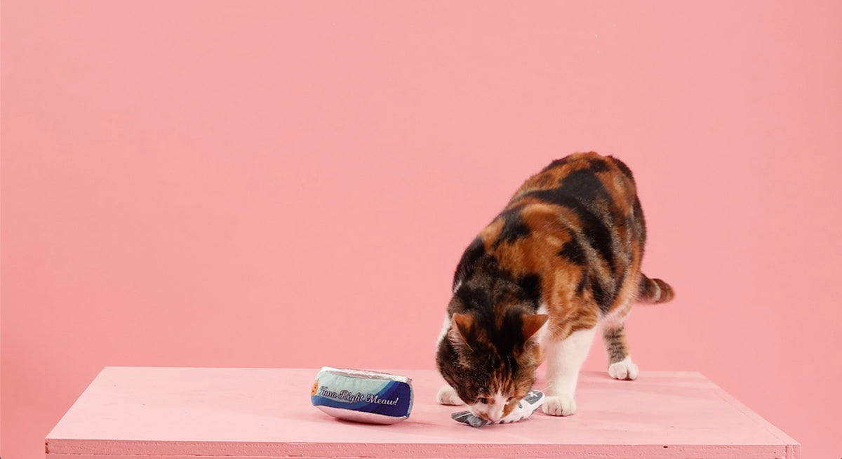 PetShop by Fringe Studio Tuna Right Meow Cat Toy Set 2pc