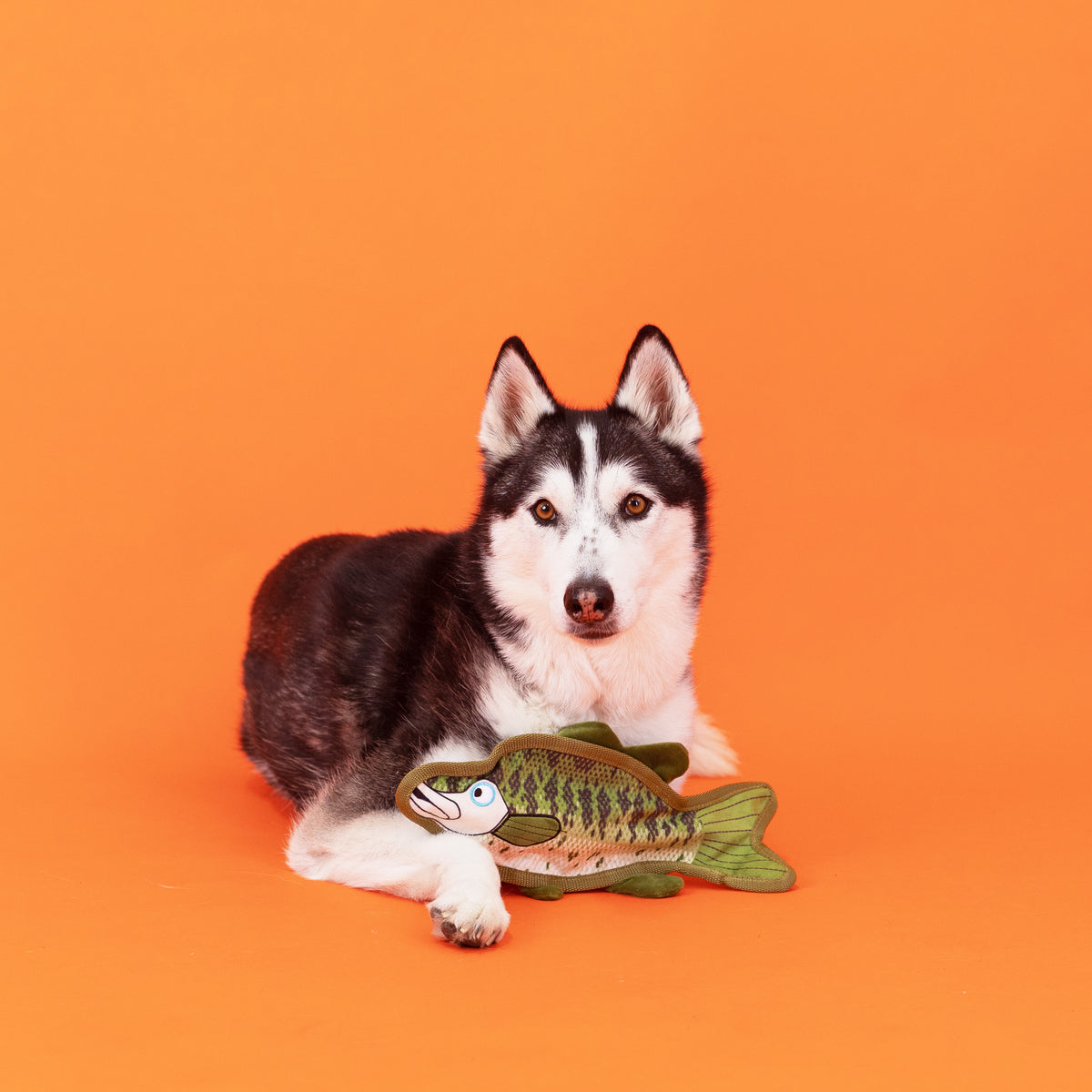 Wagsdale Dumb Bass Durable Plush Dog Toy