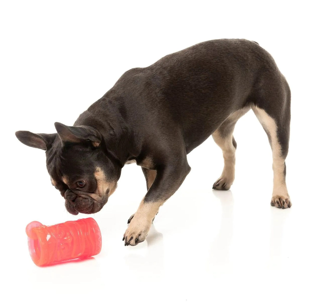 FuzzYard Pina Coolada Freeze Dog Chew Toy