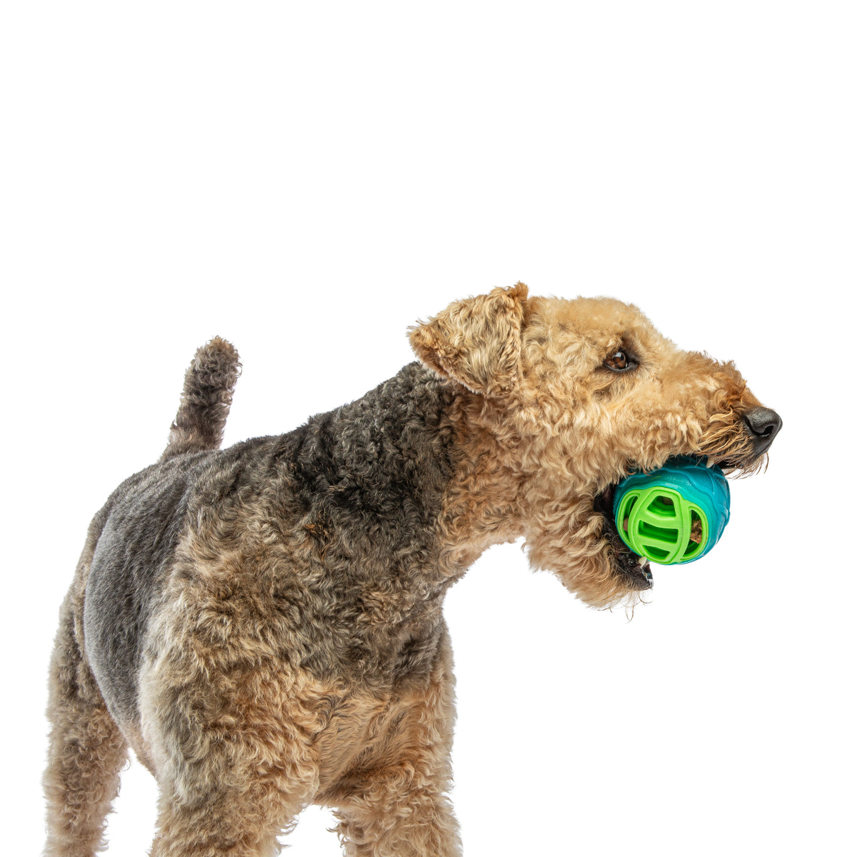 GURU Pet Company Pocket Ball Dog Fetch Toy Medium
