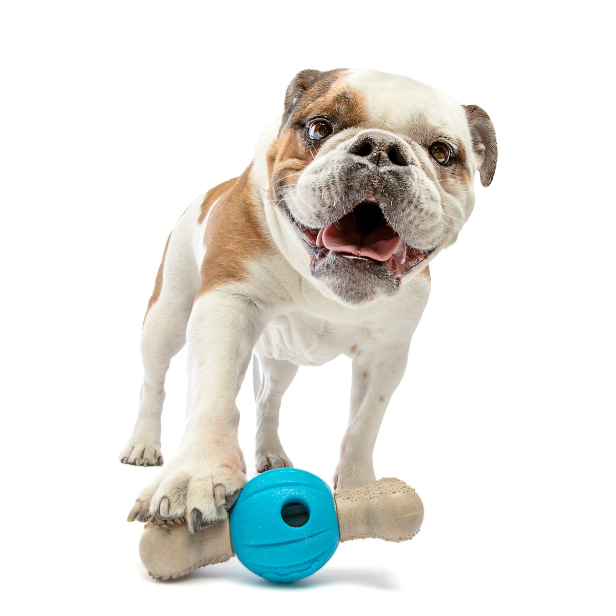 GURU Pet Company Spin & Chew Bacon Bone Dental Dog Toy