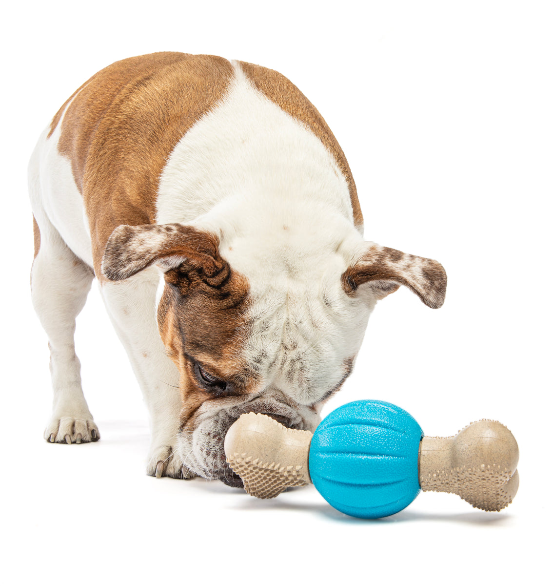 GURU Pet Company Spin & Chew Bacon Bone Dental Dog Toy