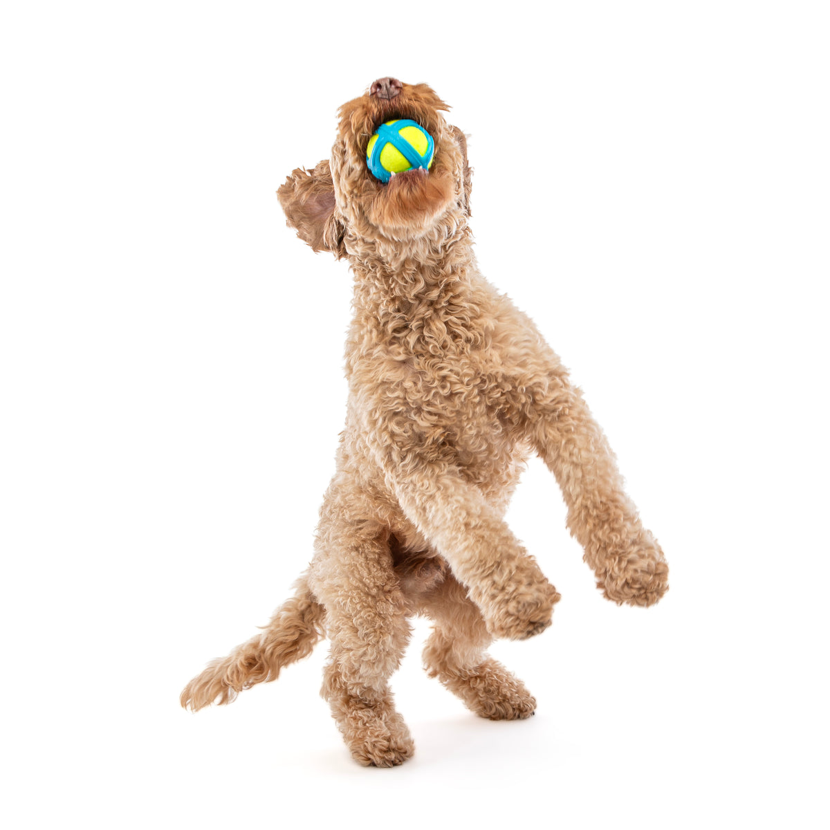 GURU Pet Company Tennis Max Ball Dog Fetch Toy Medium