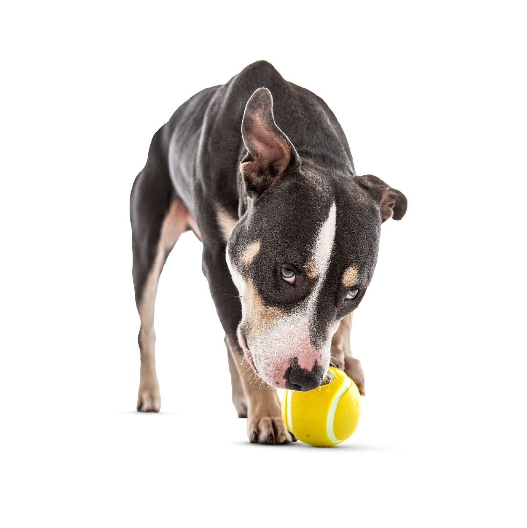 GURU Pet Company Tennis Treat Ball Interactive Dog Chew Toy Medium