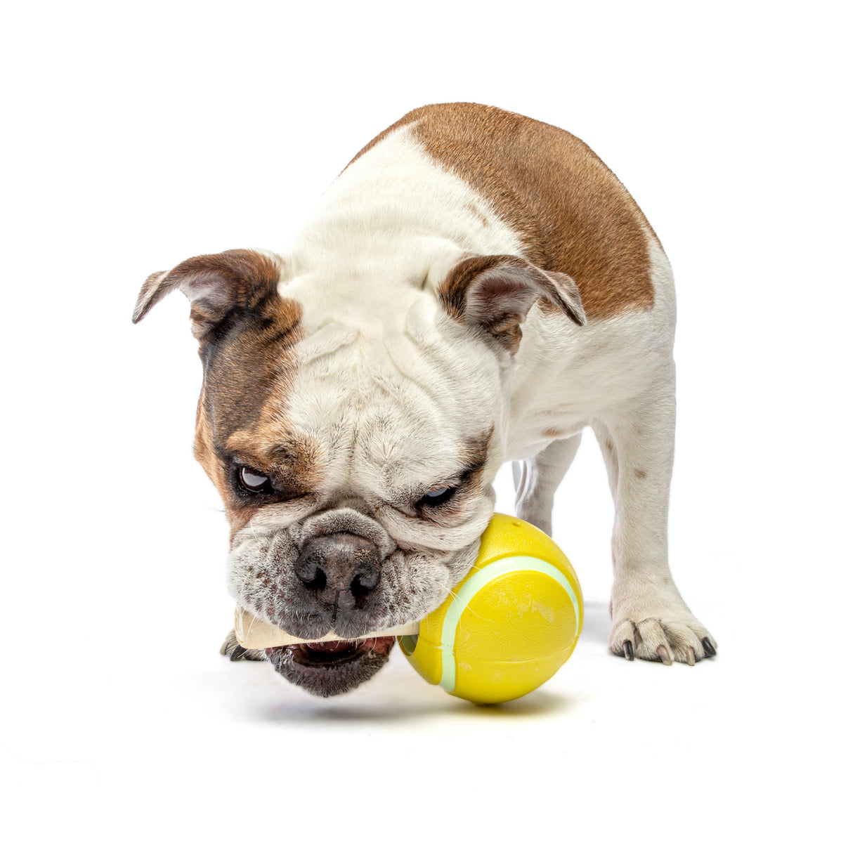 GURU Pet Company Tennis Treat Ball Interactive Dog Chew Toy Medium