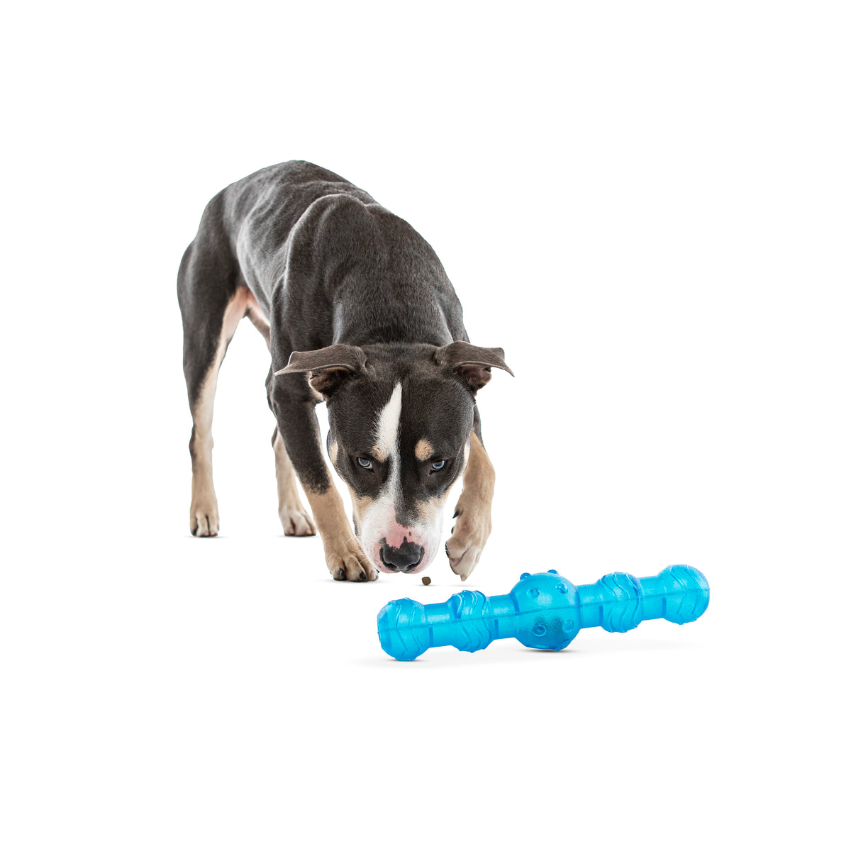 GURU Pet Company Shaker Stick Interactive Dog Toy Medium