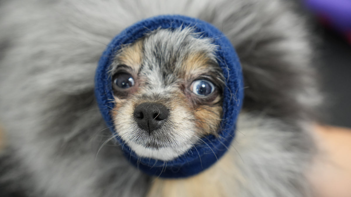 HAPPY HOODIE- XS BLUE