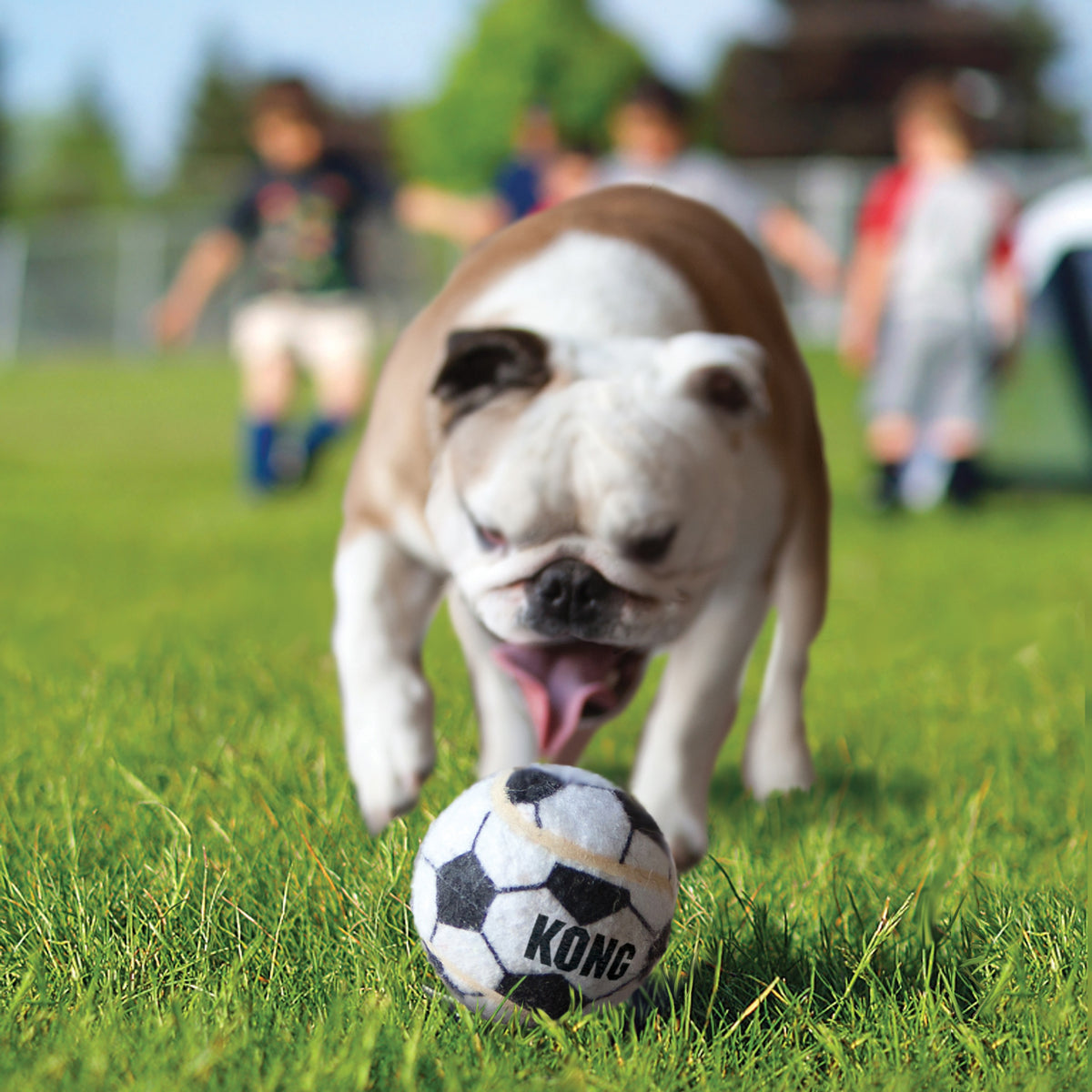KONG® Sport® Balls Dog Fetch Toy Assorted Large