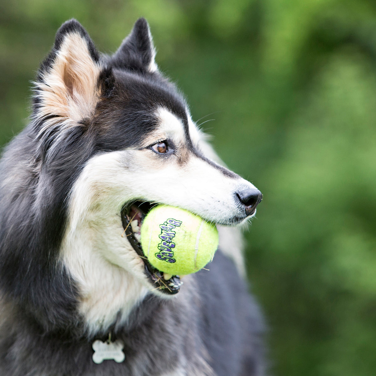 KONG® SqueakAir® Ball Dog Fetch Toy Large